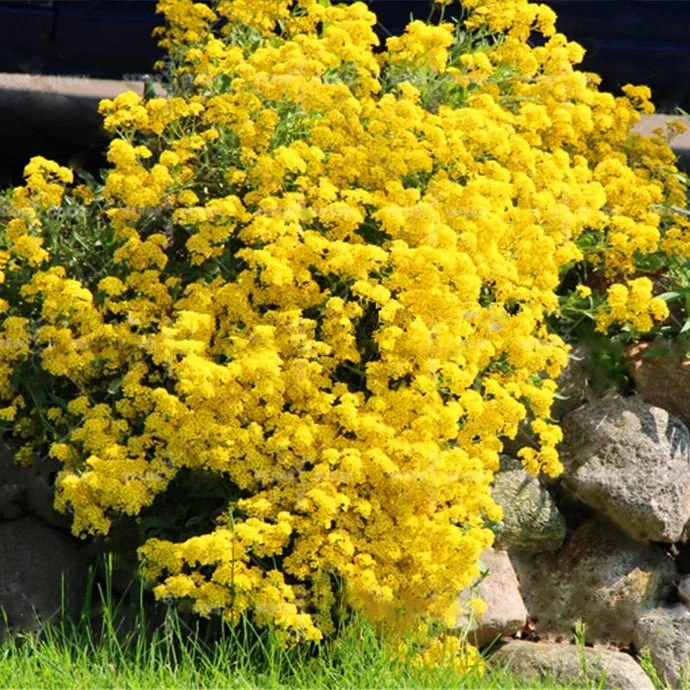 Sementes de Alyssum Montanum sementes de ouro de montanha Alyssum dourado