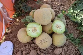 Graines de Cantaloup sucré graines de Melon hybrides F1 pour la culture