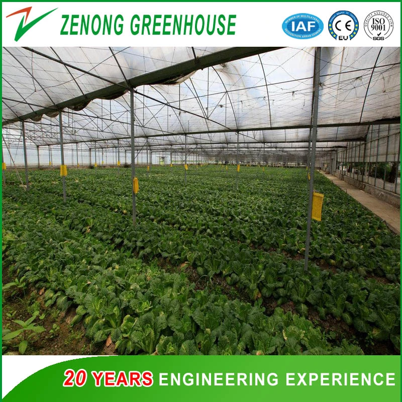 Large Area Multi Span Automatic Film Green House for Agriculture/Seed Breeding/Vegetables/Flowers/Fruits