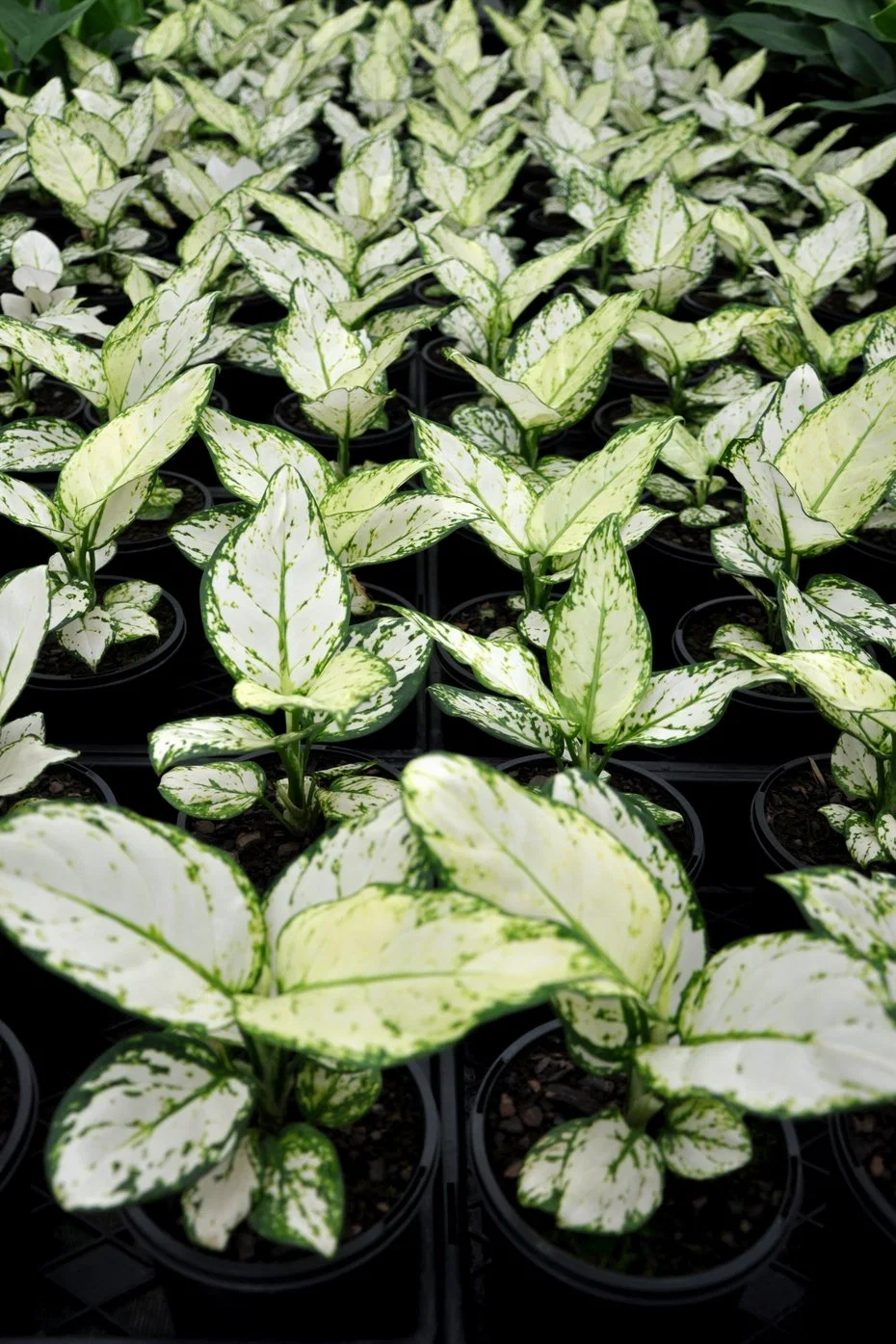 Aglaonema Papel Super Branco