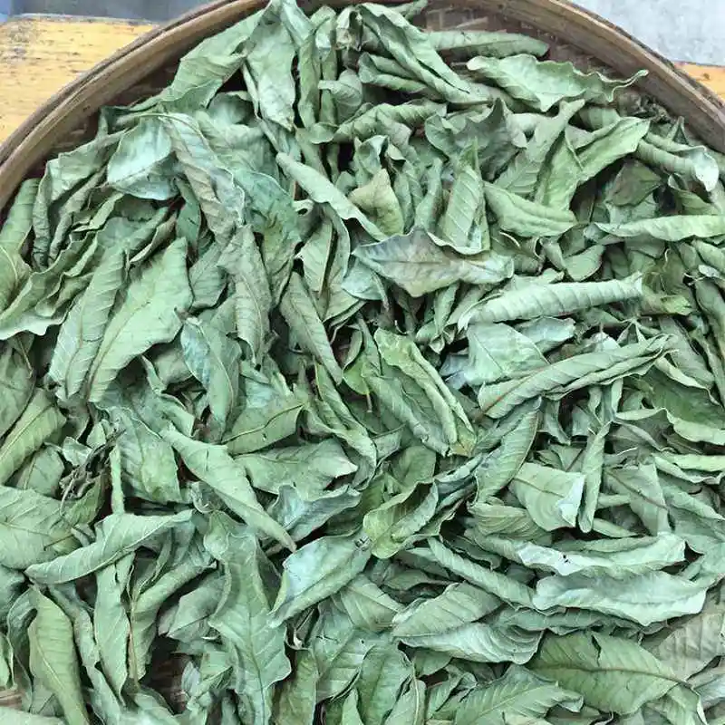 Fan Shi Liu Ye Folium Psidii Guajavae Psidium guajava LChinese Thé de la feuille de Guava séché à la plante