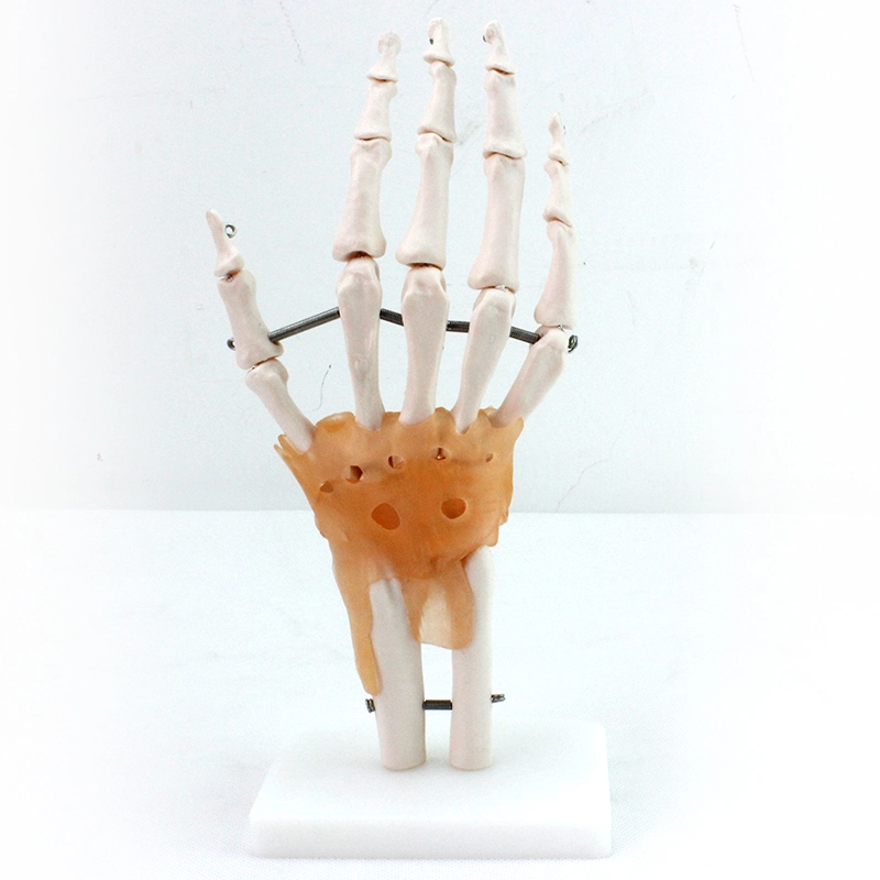 High Reproduction and Accuracy Medical Teaching Models Bone Color Human Teaching Skeleton Model of Hand Joint