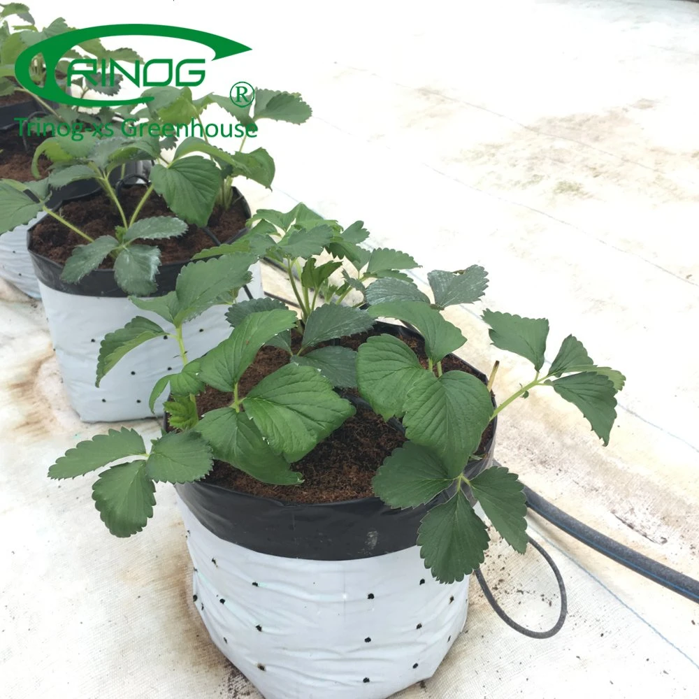 Growing bag substrate hydroponics system for strawberry