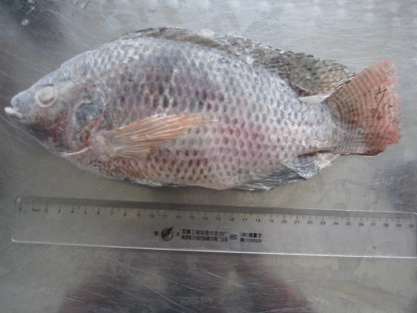 Sinocharm Fresh Frozen Fish Seafood Black Tilapia Fillet Skinned