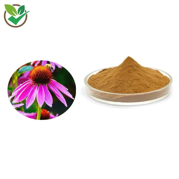 100% natural en polvo extracto de Echinacea