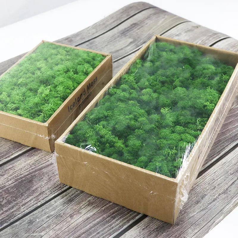 Preserved Reindeer Moss for Moss Wall House Office Decoration