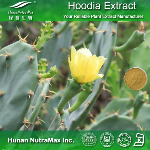 Cactus Extract Powder Opuntia Dillenii Haw Extract Powder 4: 1~20: 1