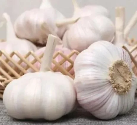 Pure White Garlic 4.5cm 5.0cm 5.5cm 6.0cm 6.5cm Fresh Garlic