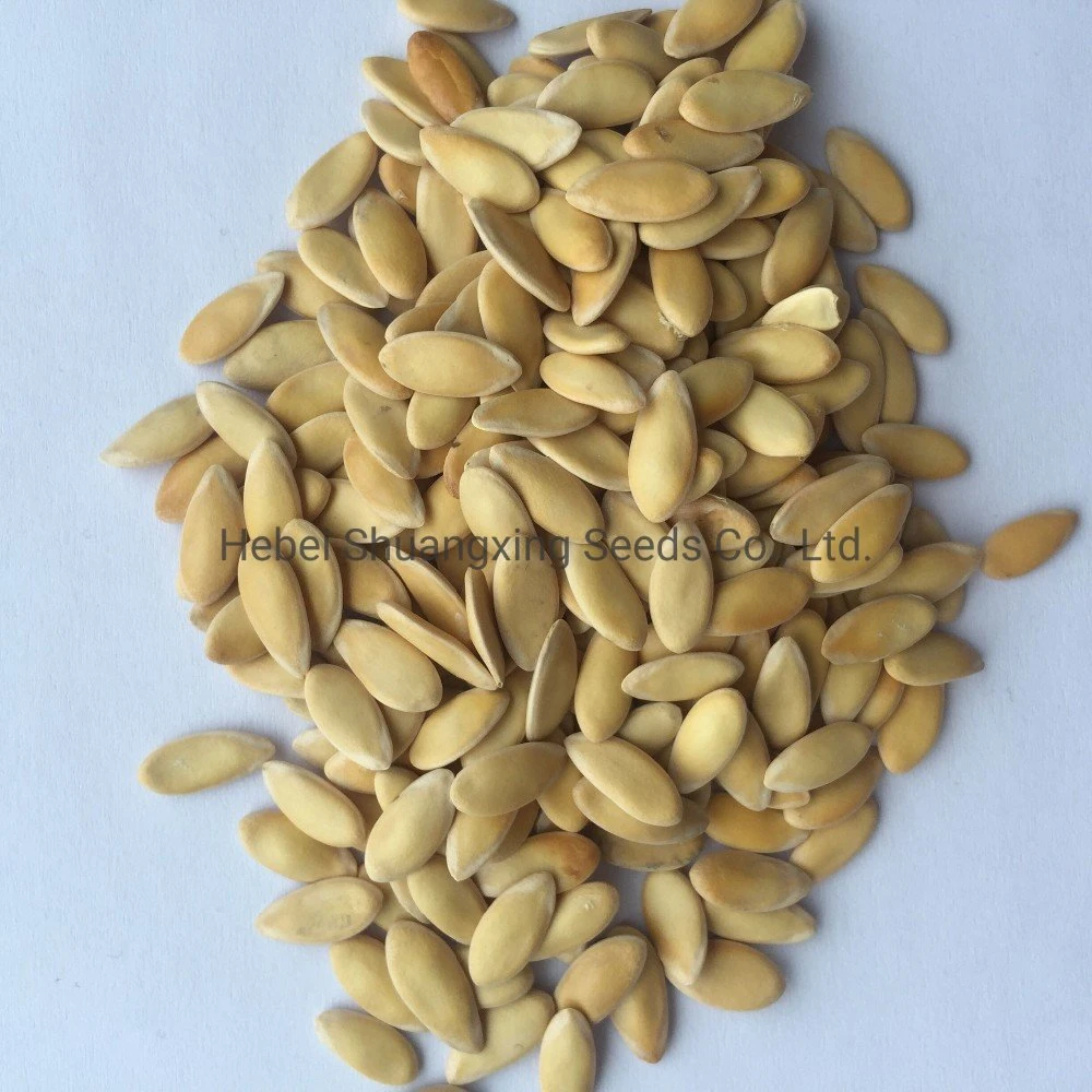 Galia Type Melon Seeds Extremely Early Maturity Melon Seed