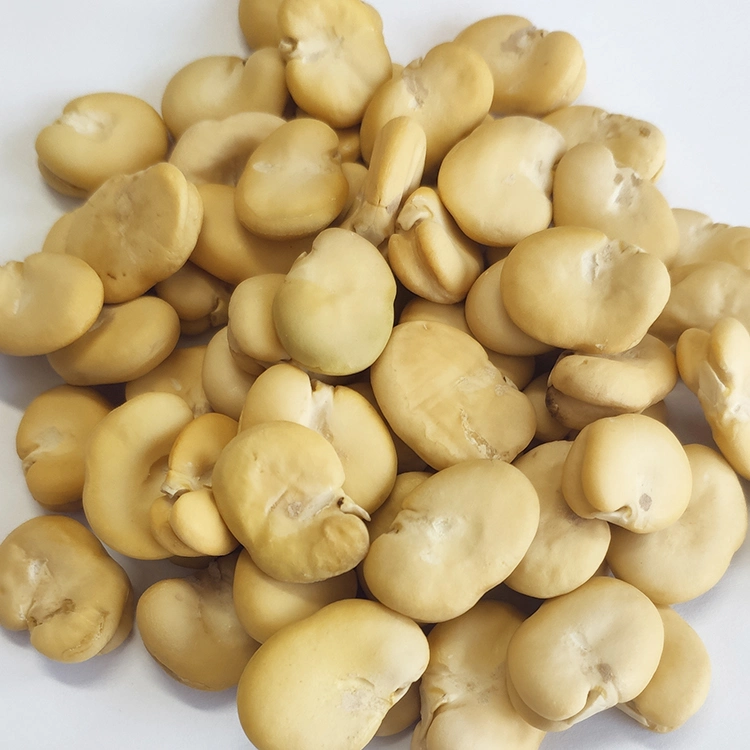 Peeled Whole Chinese Broad Beans Fava Beans Without Shell