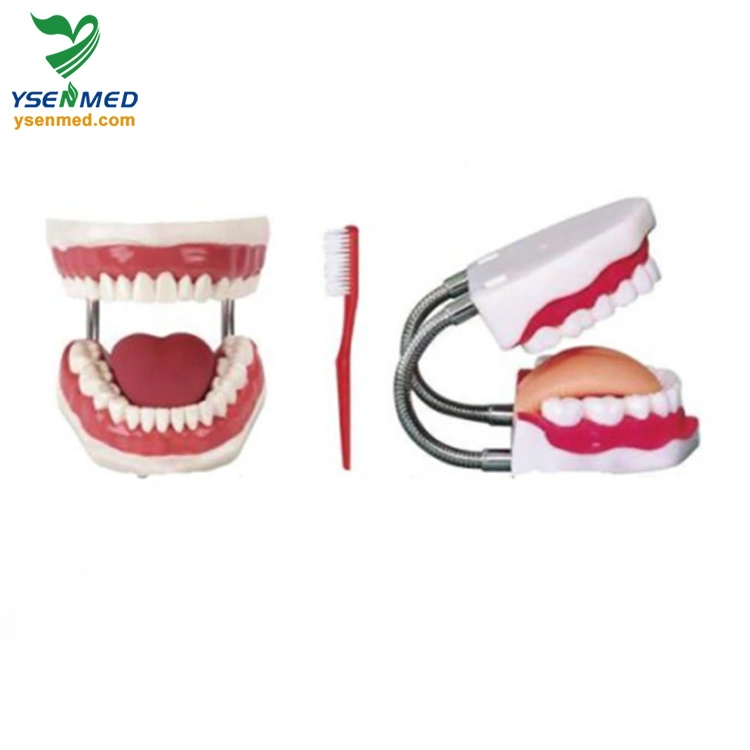 Medical Equipment Dental Nursing Care Model (5 times) Ysbx-Hy