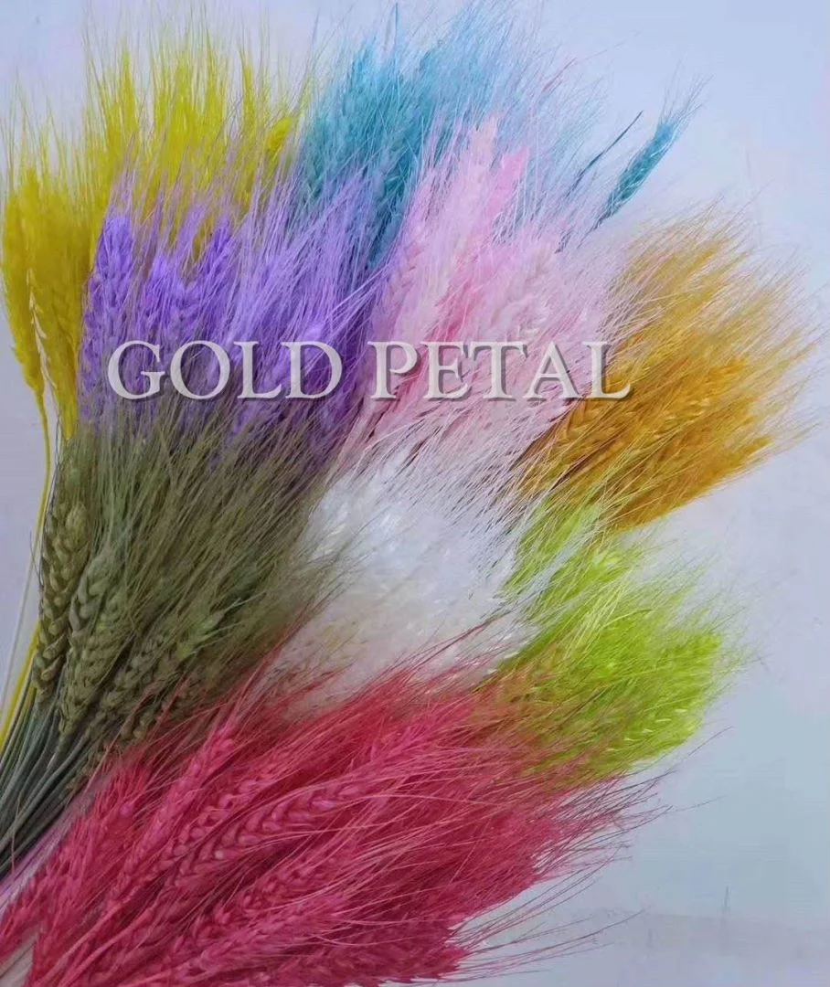 China Preserved Bunny Tail Flower for Chistmas Decoration Flower Gifts