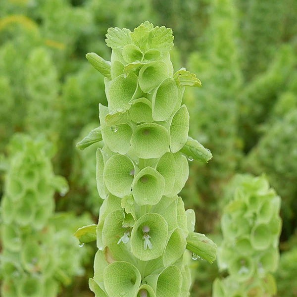 Touchhealthy Supply Moluccella Laevis Seeds