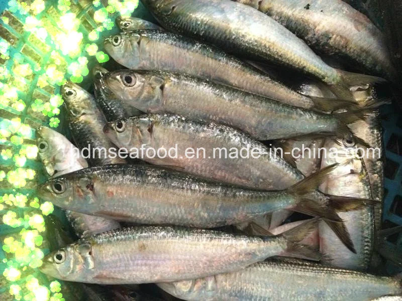 Высокое качество замороженных морепродуктов рыбы для Sardine Наживка (Sardinella aurita)