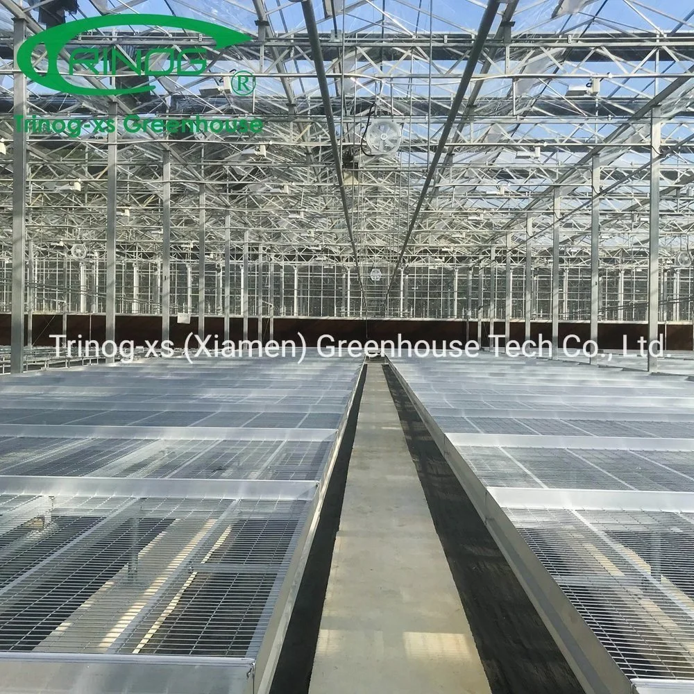 China Large Multi-span Commercial Galvanized Steel Pipe Structure Glass Greenhouse with Indoor Hydroponic System