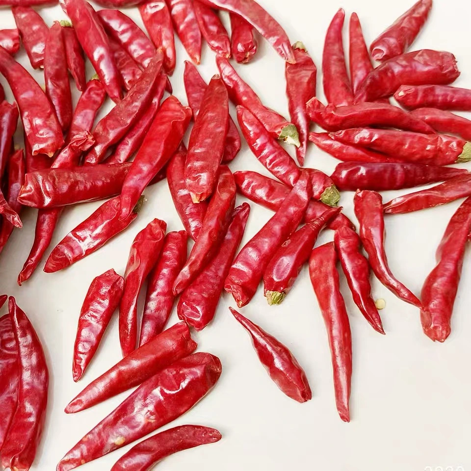 Organic Single Spices Dried Chili Pepper Hot Pepper Red Chilli for Sale/Tianjin Chilli