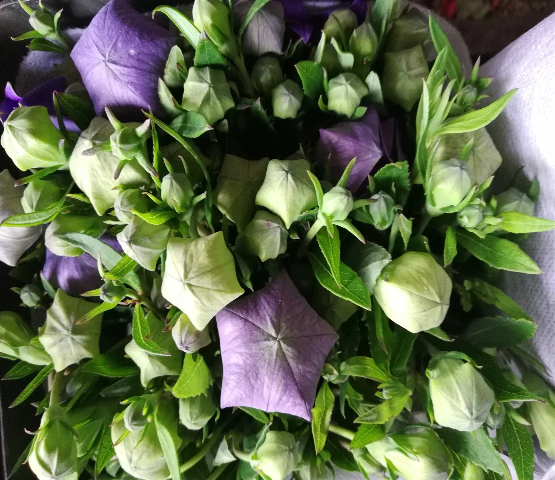 Decoración especial o regalos flores frescas cortadas, violeta, el chino Platycodon Grandiflorum