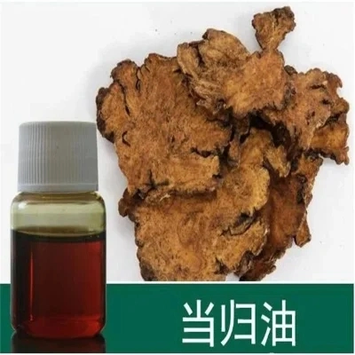 Angelica Oil with High quality/High cost performance  in Stock