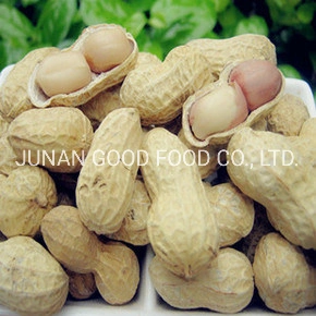 Chinese Products Shelled New Crop Delicious Roasted Peanuts