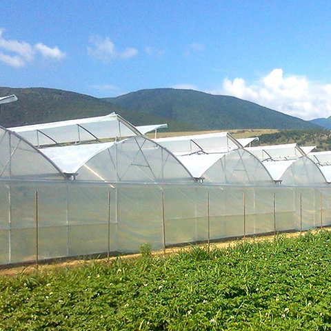 Huijing Hot Sale Multi-Span Plastic Greenhouse for Hydroponic Strawberries