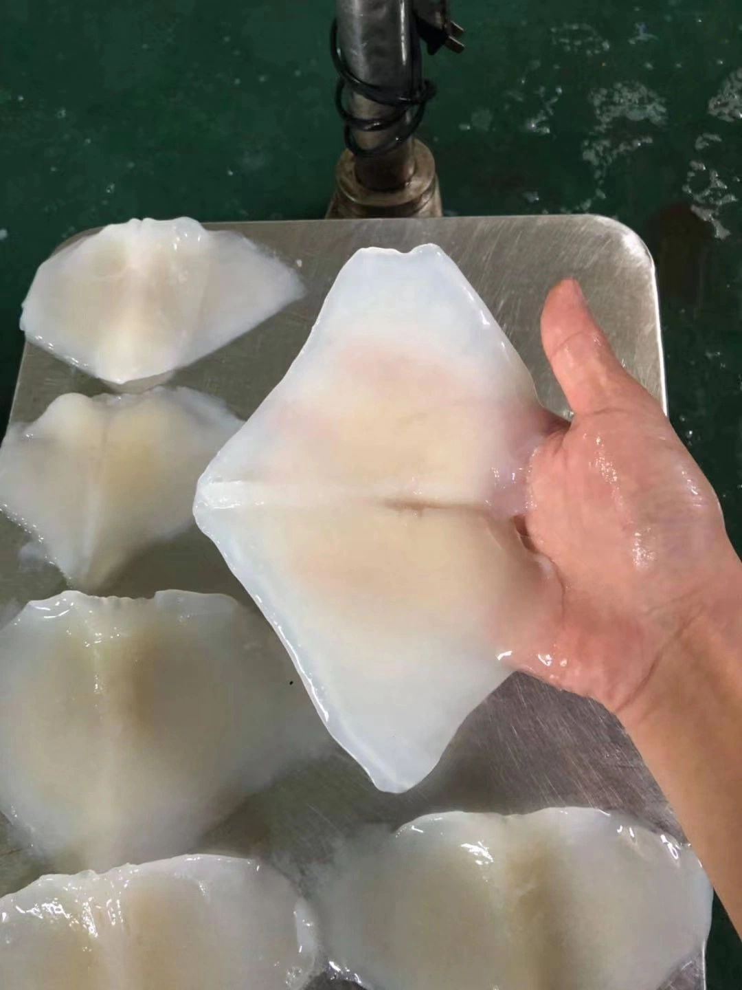 Frozen Squid Wing Without Skin /Giant Wing/Illex Wing/Frozen Seafood