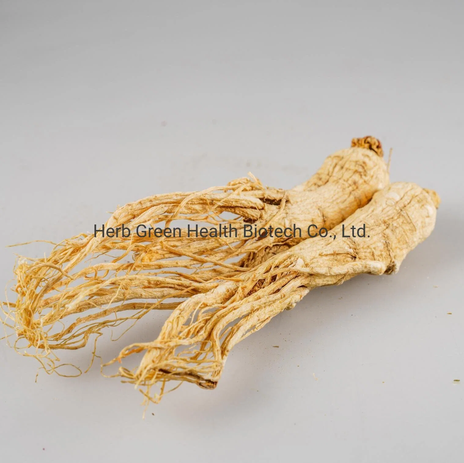 Nutrition Supplement Herbal Extract Organic Panax Ginseng Extract