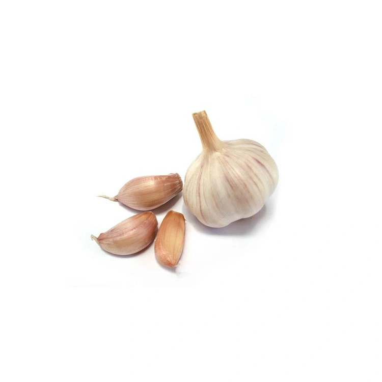 Wholesale/Supplier White Fresh Garlic Price