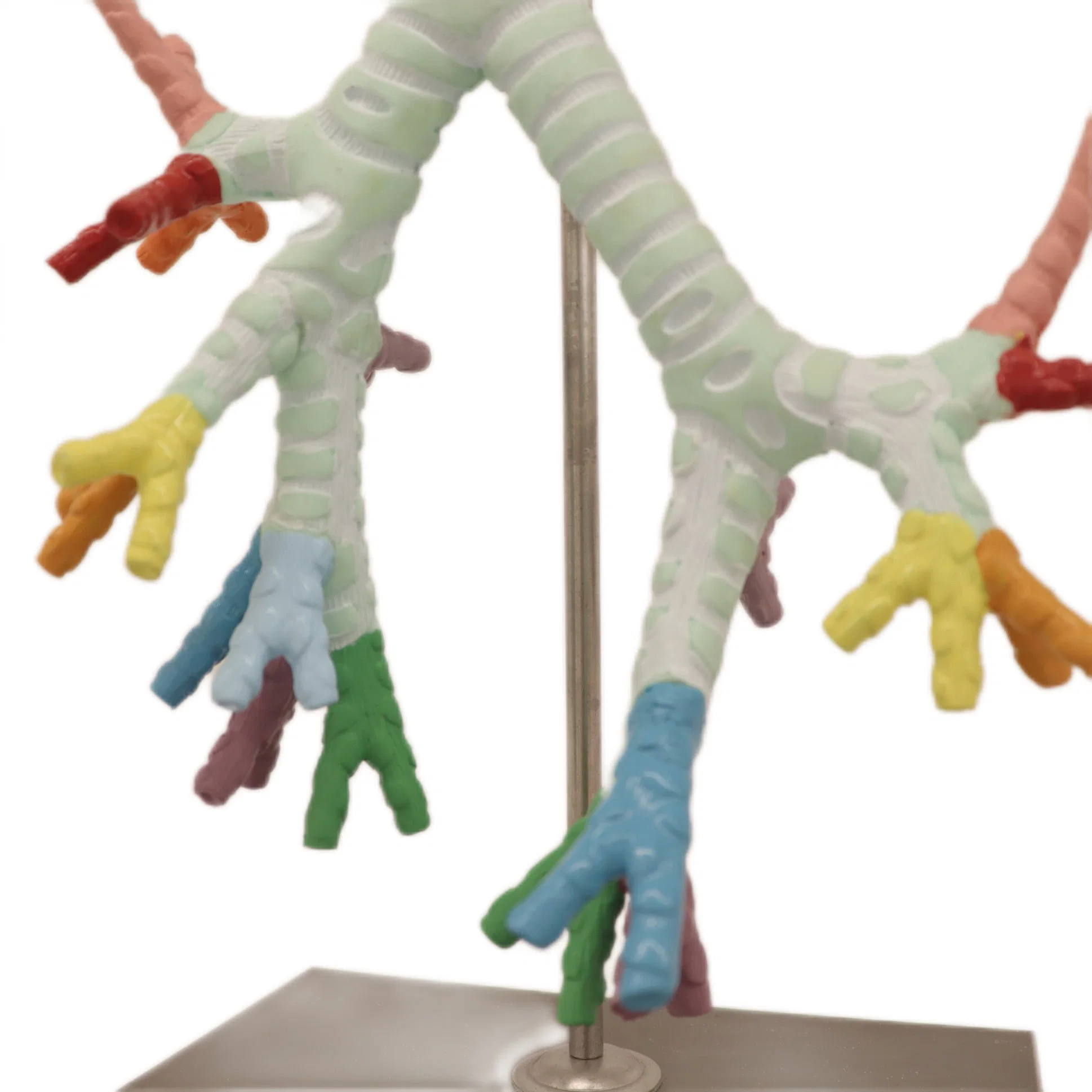 Medical Teaching Models Bone Color Human Teaching Skeleton Model of Model of The Trachea and The Bronchus, Bronchipulmonary Segment