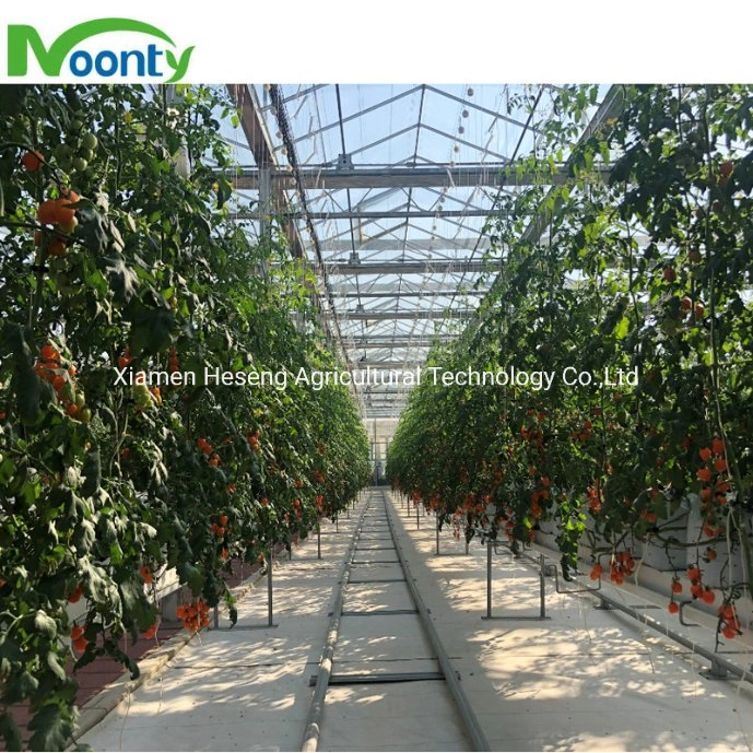 Gutter Rockwool Hydroponic Growing System with Fertilizer Coco Peat Perlite Substrate for Cherry Tomato Drip System in Greenhouse