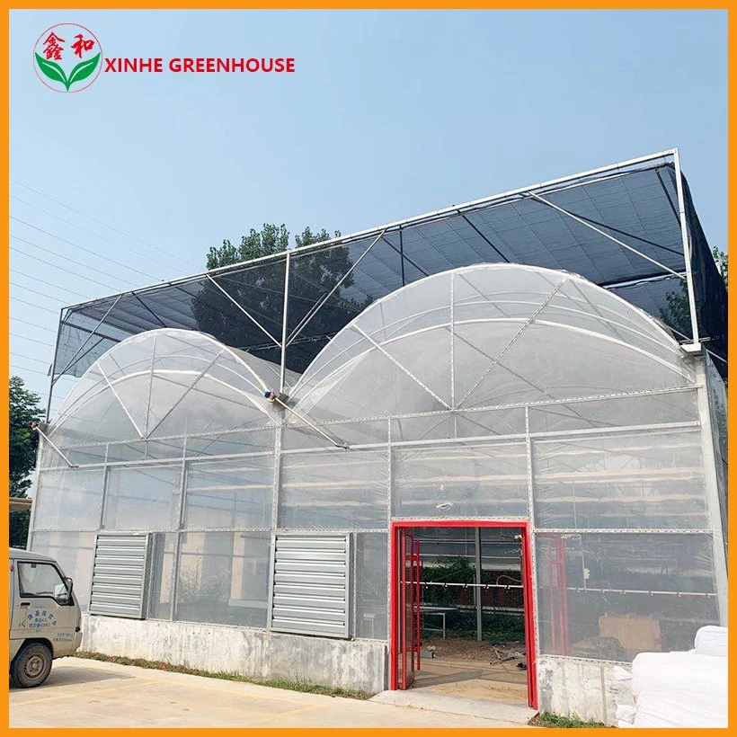 Professional Multi-Span Film Plastic Agricultural Greenhouse for Strawberry Growing