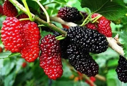 E. K Herb fabricant fiable d'approvisionnement de matières premières organiques solubles dans l'eau de qualité alimentaire Mulberry extrait d'anthocyanine 25 % Morus alba L. Mulberry Extrait de fruits