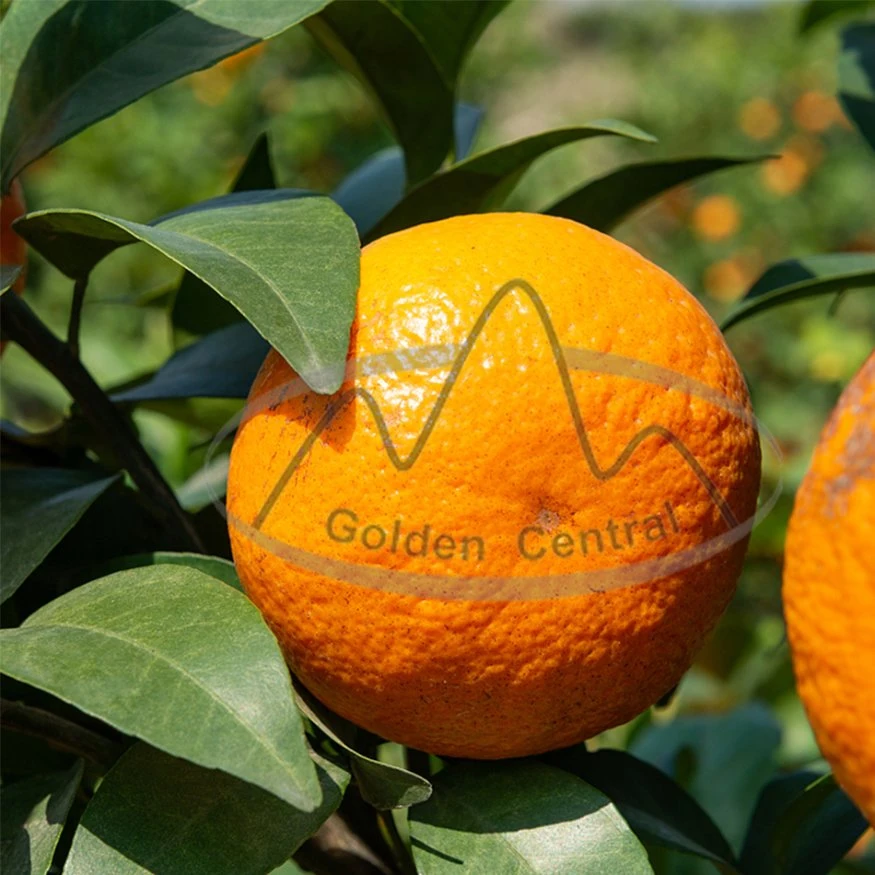 Un grado Natural de la naranja fresca caliente Venta de Wogan delicioso