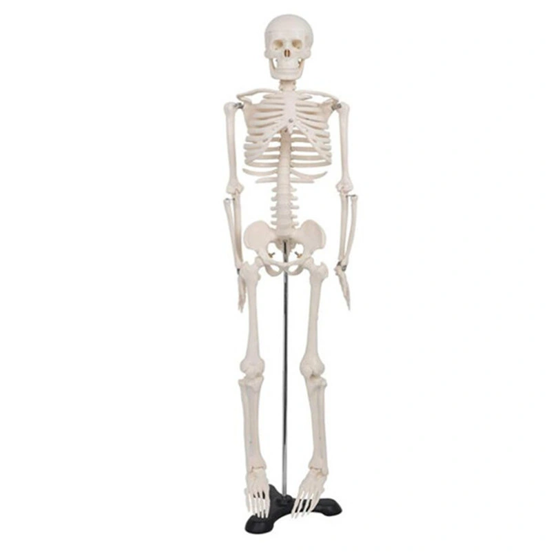 Novo modelo de esqueleto anatómico humano