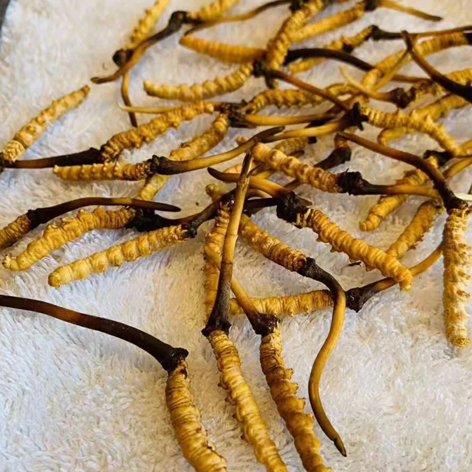 La salud alimentaria orgánica de la Medicina Tradicional China Mayorista de Cordyceps sinensis