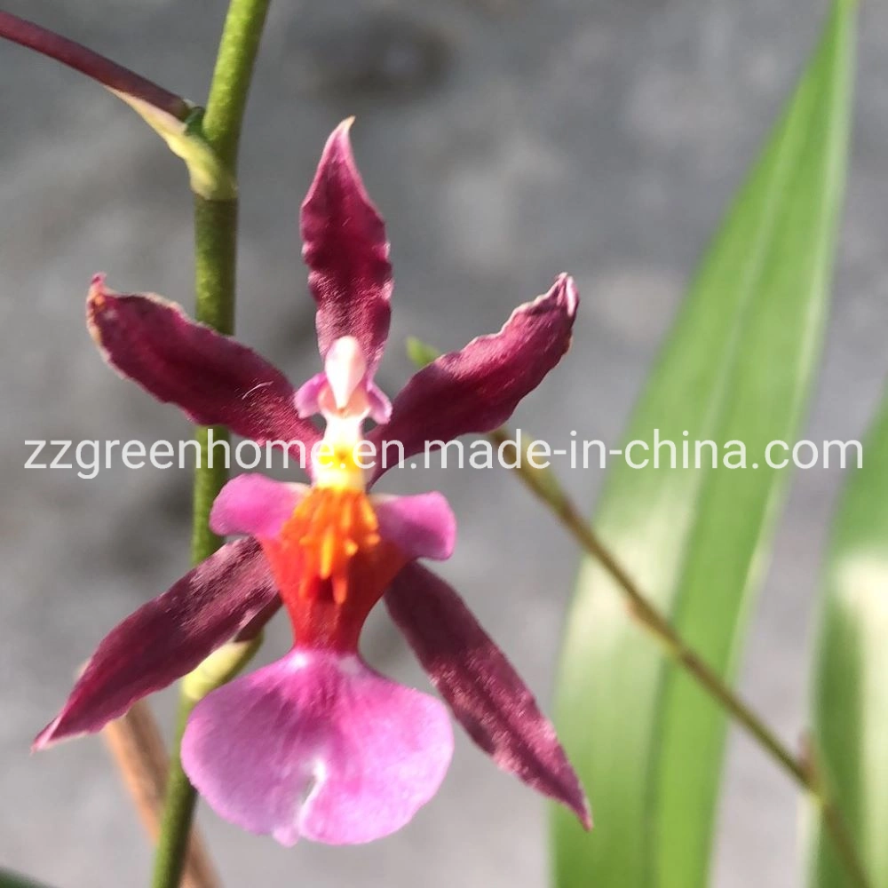 Beautiful Chinese Orchid Potted Flower Oncidium Hybrids
