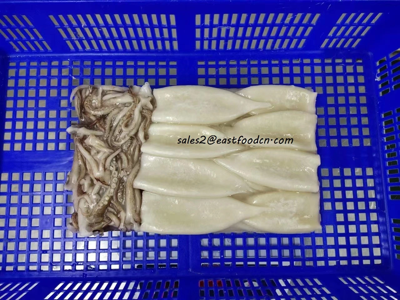 Frozen Squid T+T (Tube, Tentacle) /Calamari T+T/Pota/Sotong/Seafood