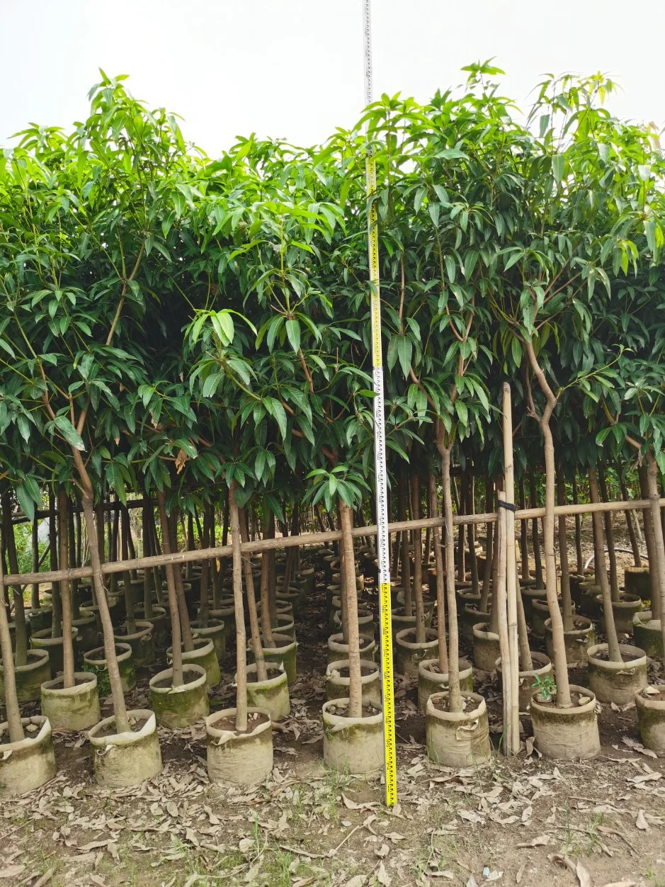 Lebende Pflanzen Mango Fruit Tree und Mangifera Indica Pfropfed Tree