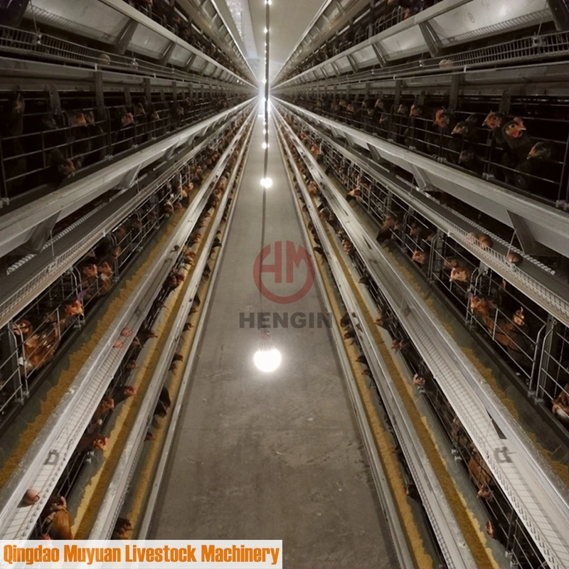 Geflügelfarm Layer Hühnerstall mit automatischem Füttern/Trink-System