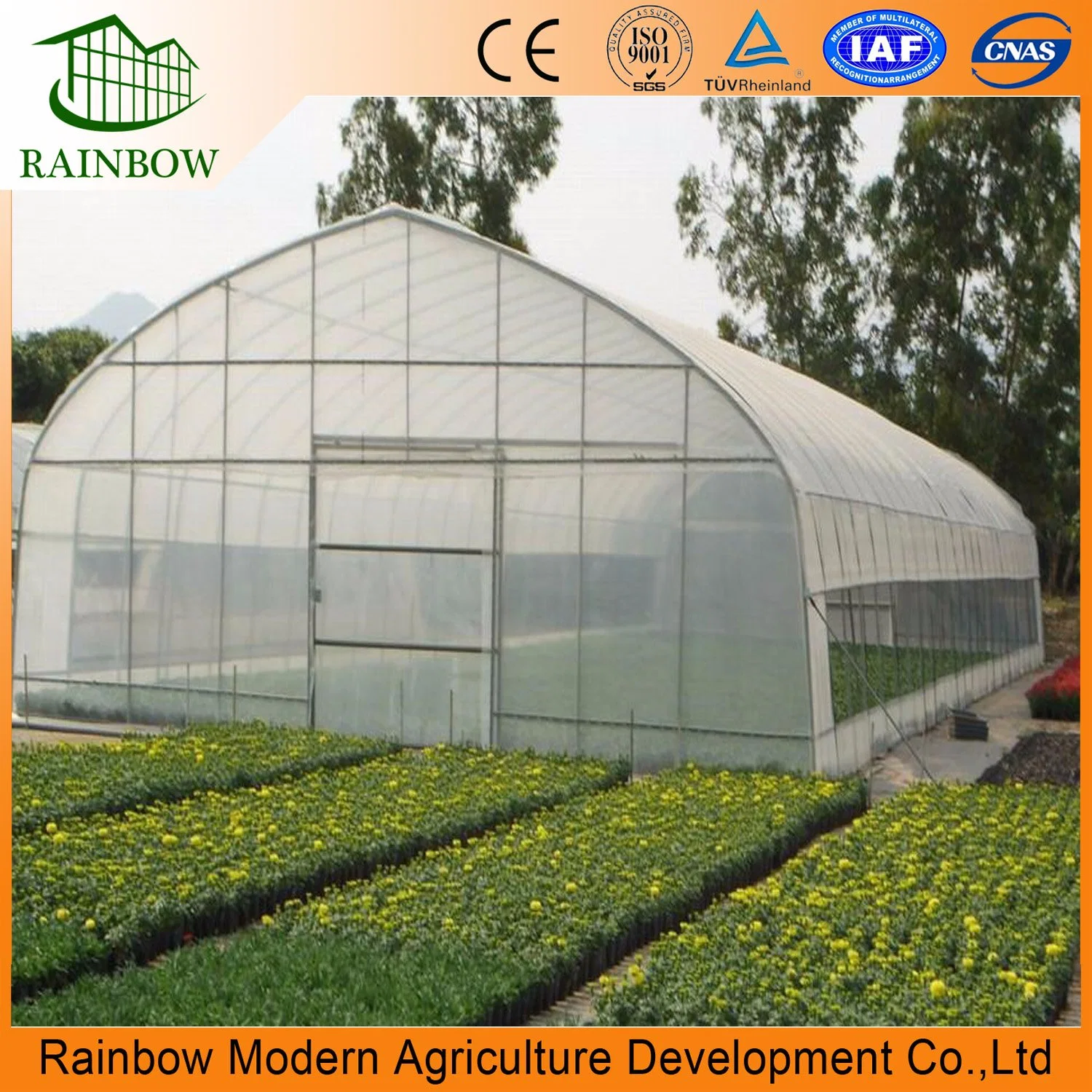 Economical Agriculture Single Span Film Greenhouse