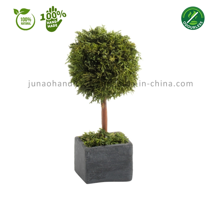 100% Natural Preserved Cypress Topiary Miniscape Interior Decor