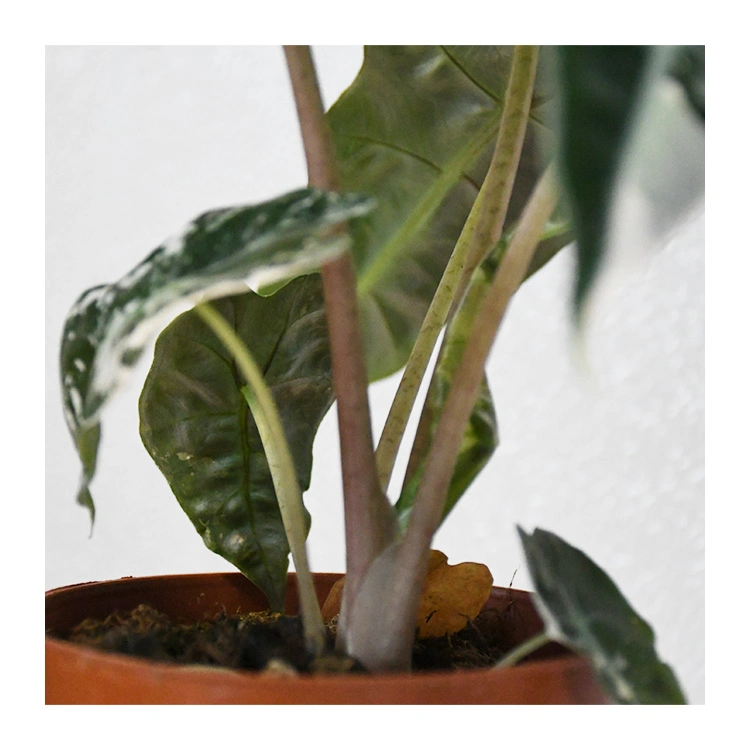 Rare Snow Fairy Alocasia Live Plant Bonsai