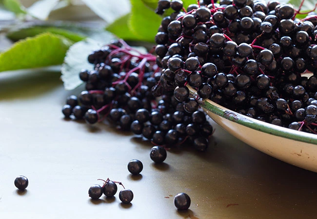 High quality/High cost performance  100% Natural Anthocyandins for Antioxidant Elderberry Extract/ Sambucus Nigra L.