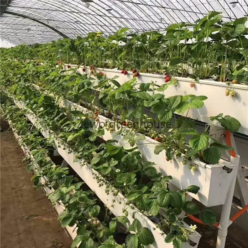 All-in-One Gewächshäuser Anbausystem für Erdbeeren, Tomaten, Salat, Gemüse und Blumen