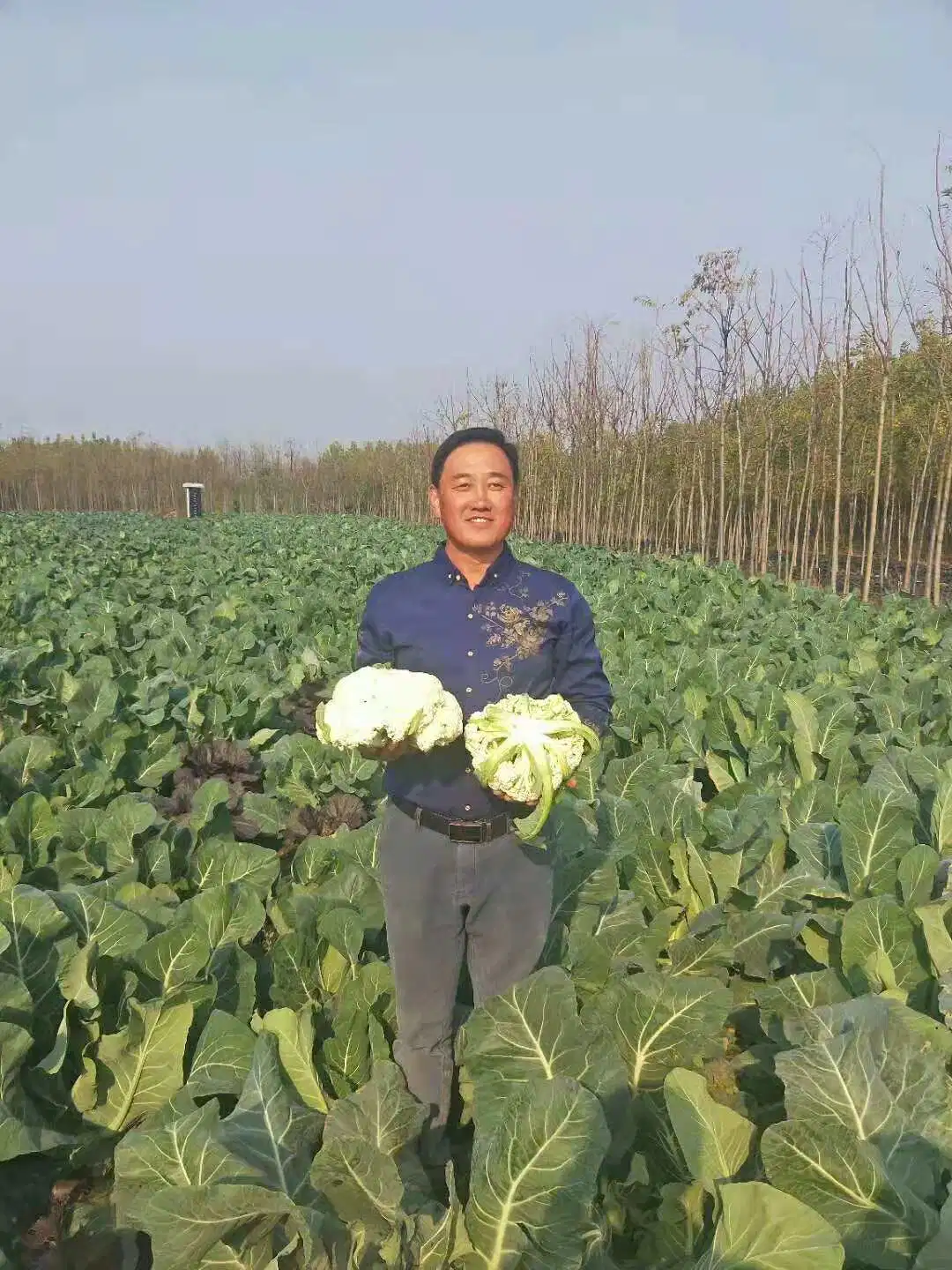 Madurez tardía enfermedad de dureza fría resistencia White Cauliflower semillas para Plantación