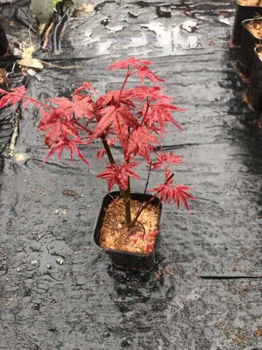 Bonne forme d'érable rouge japonais Bonsai