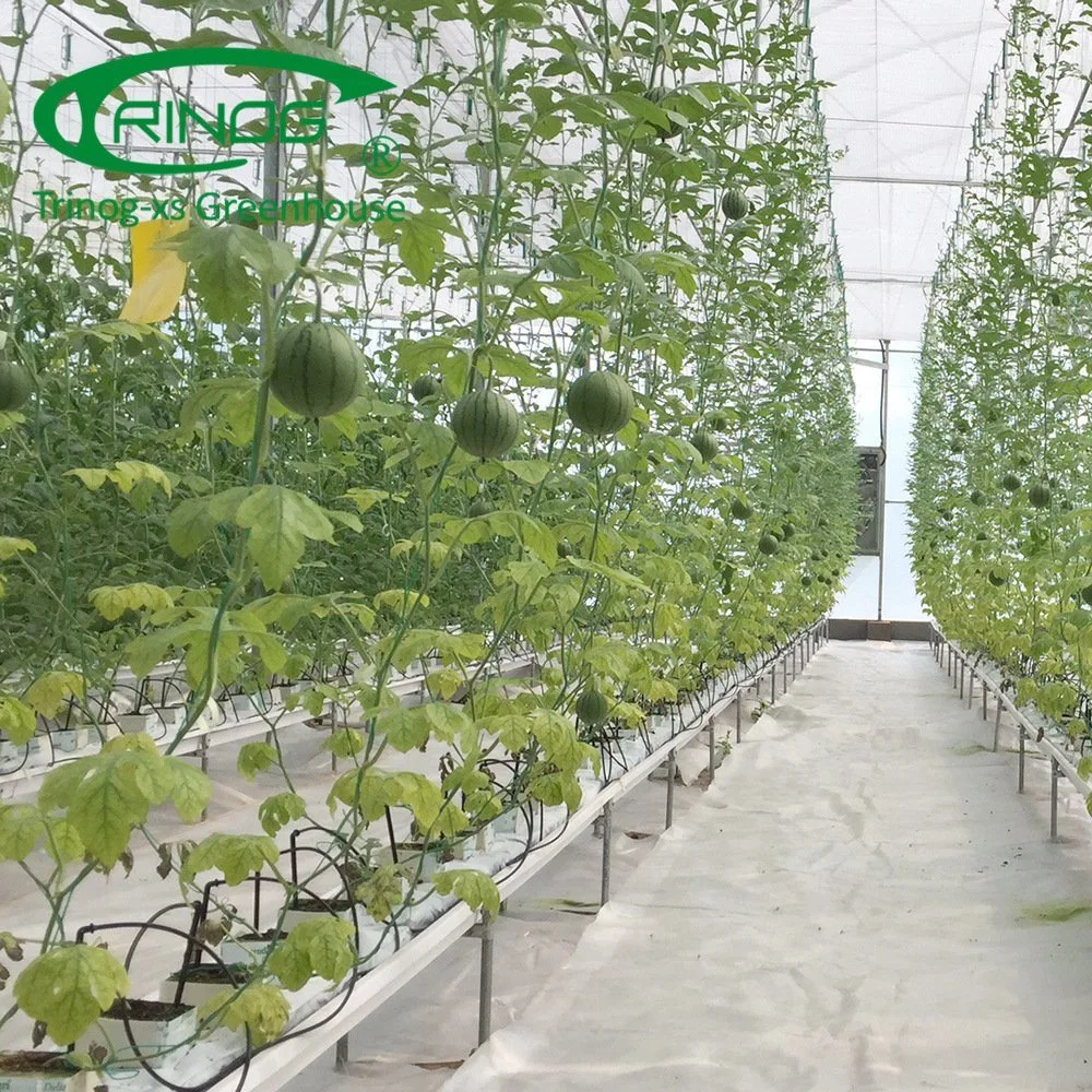 El cultivo directo de fábrica del sistema de hidroponía Multi-Span agrícola cine casa verde de verdura