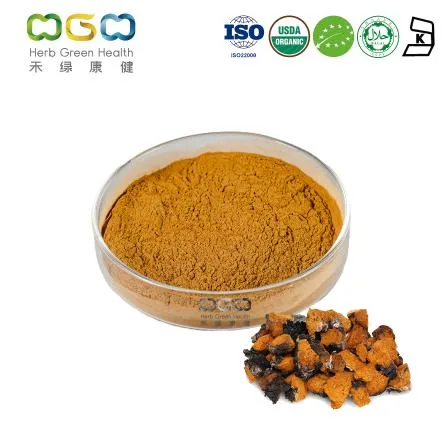 Natural Healthcare Sex Function Triterpene Organic Chaga Mushroom Extract