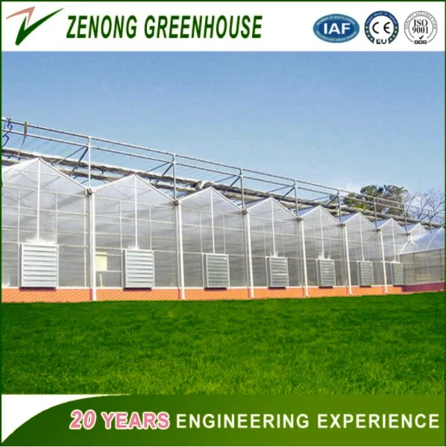 Commercial PC Sheet Greenhouse with Good Quality Hydroponics System for Vegetable/Fruit/Planting/Farm/Livestock Breeding/Restaurant