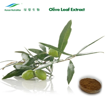 Factory Supply 10% 20% Oleuropein Hydroxytyrosol Olive Leaf Extract Powder with Free Sample