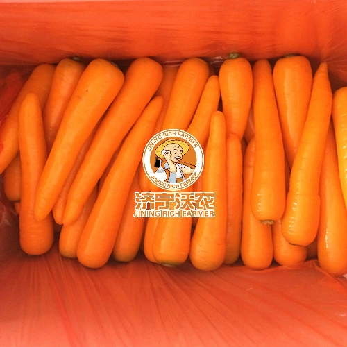 New Crop Shandong Carrot Just Harvest